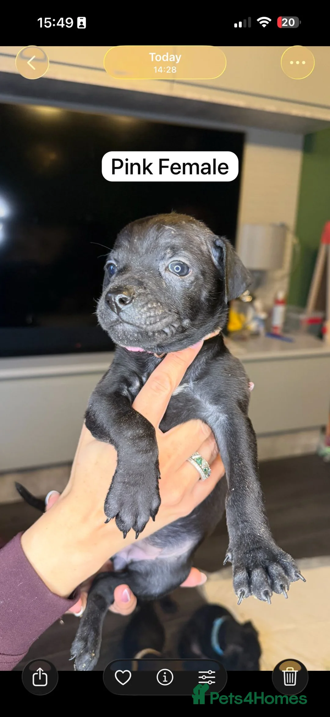 Mixed Breed dogs for sale: Canis Panther Pups - Advert 10