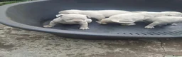 American Bulldog dogs for sale: American bulldog puppies beautiful  - Advert 3