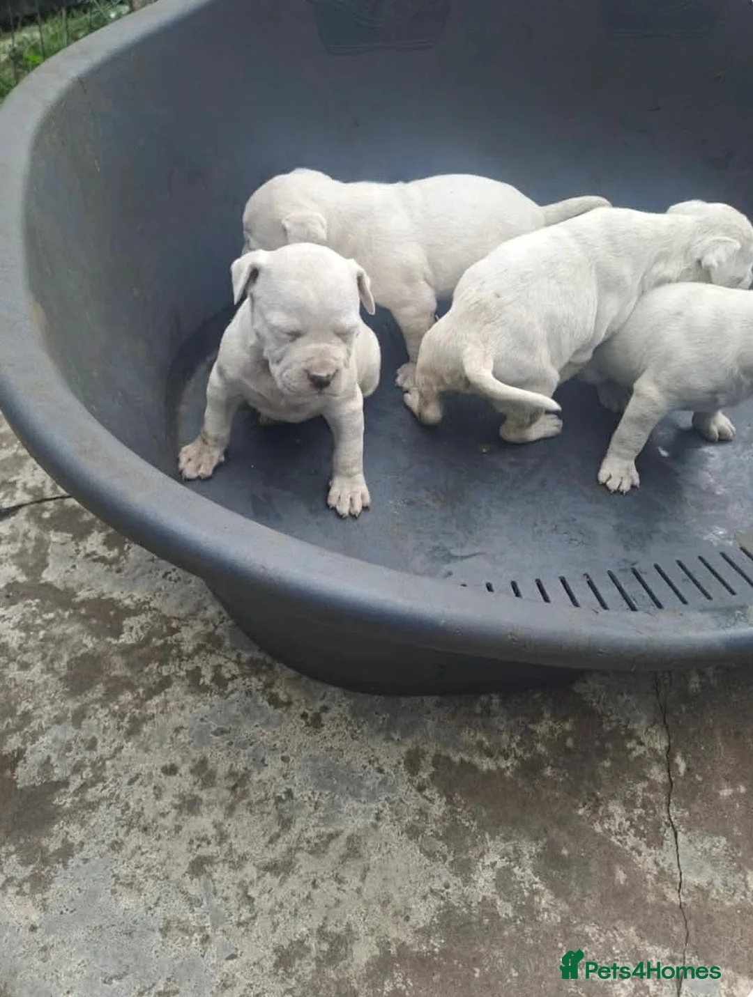 American Bulldog dogs for sale: American bulldog puppies beautiful  - Advert 3