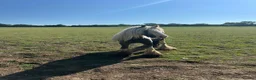 Irish Cob horses for sale: Rodney  - Advert 2