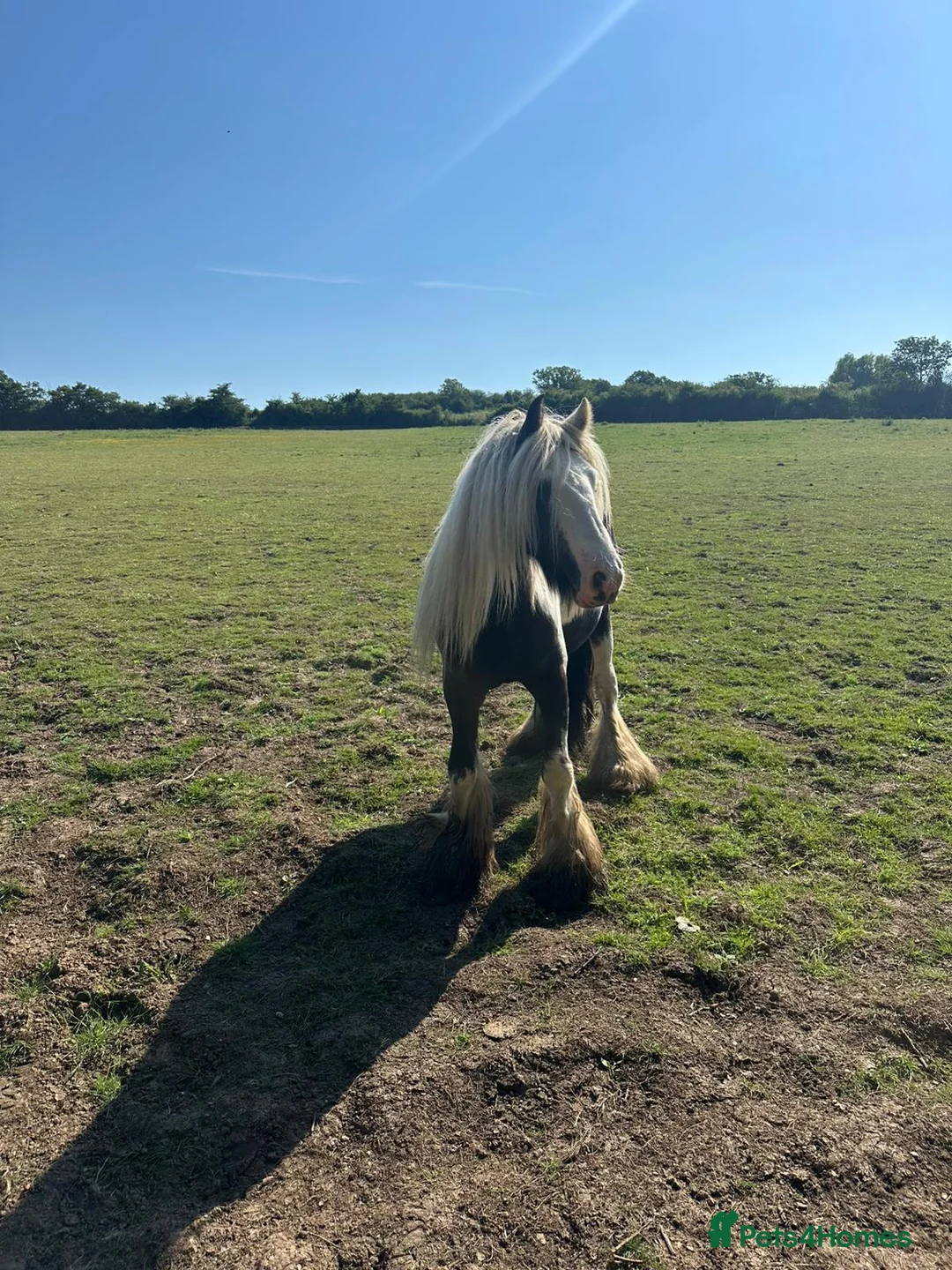 Irish Cob horses for sale: Rodney  - Advert 2