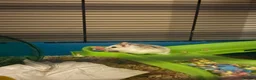 Hamster rodents for sale: 6-week-old Roborovski hamster with full setup in Bristol - Advert 1