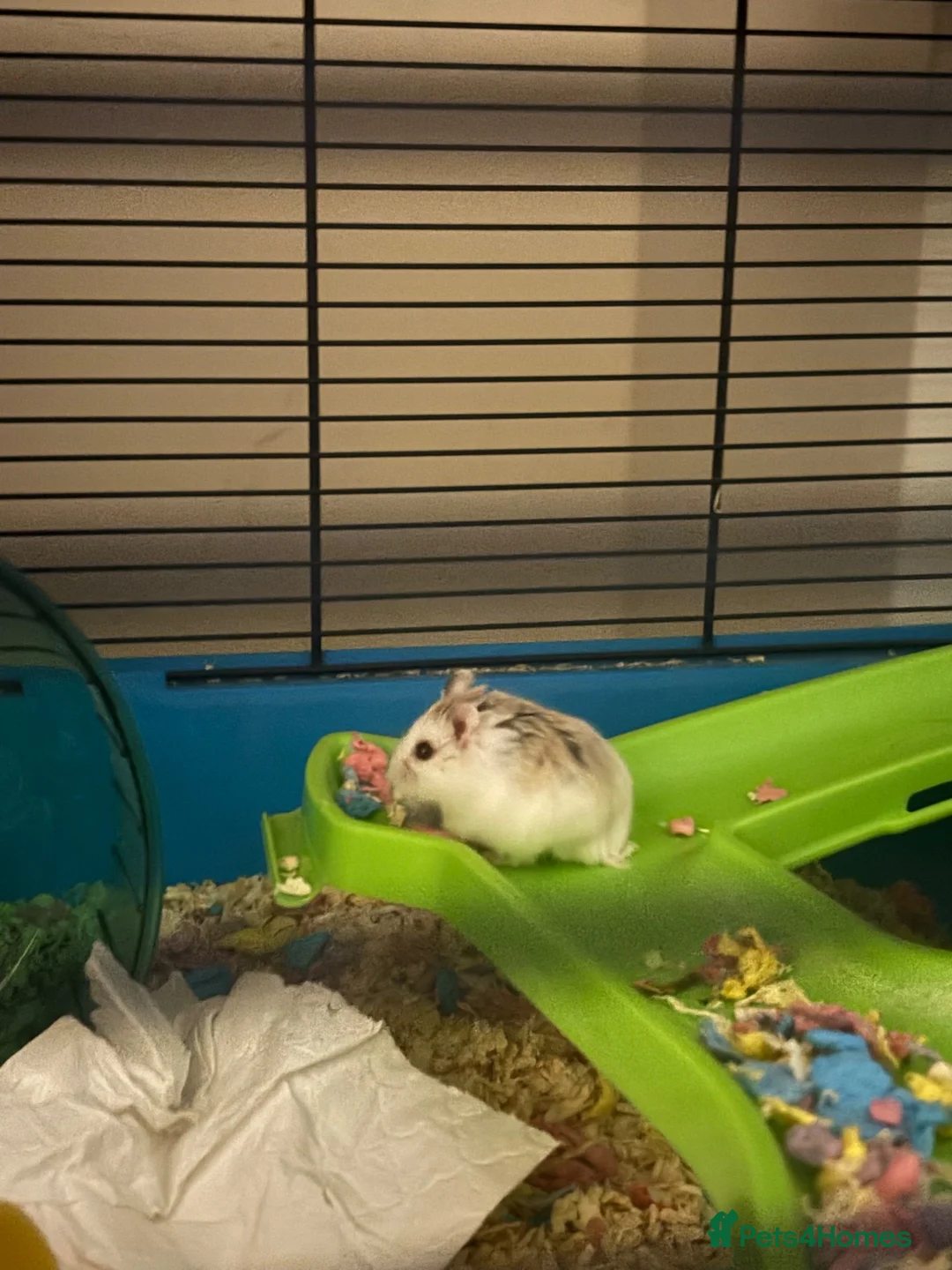 Hamster rodents for sale: 6-week-old Roborovski hamster with full setup in Bristol - Advert 1
