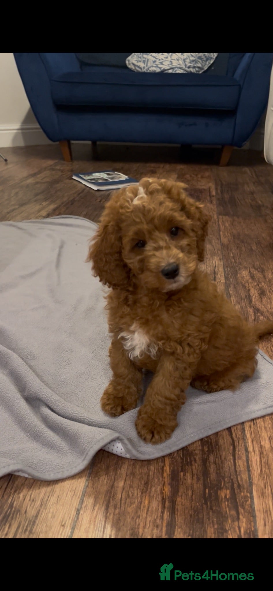 Cockapoo dogs Cockapoo puppies  - Advert 1