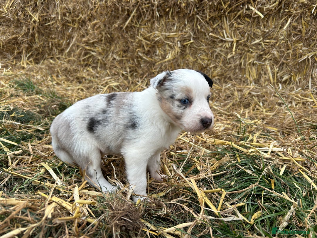 Border Collie dogs for sale: Blue Merle Border Collie Puppies - Image 2
