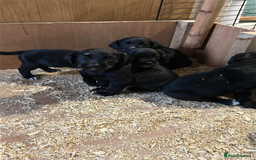 Springador dogs for sale: Springador last dog pup left  - Image 7