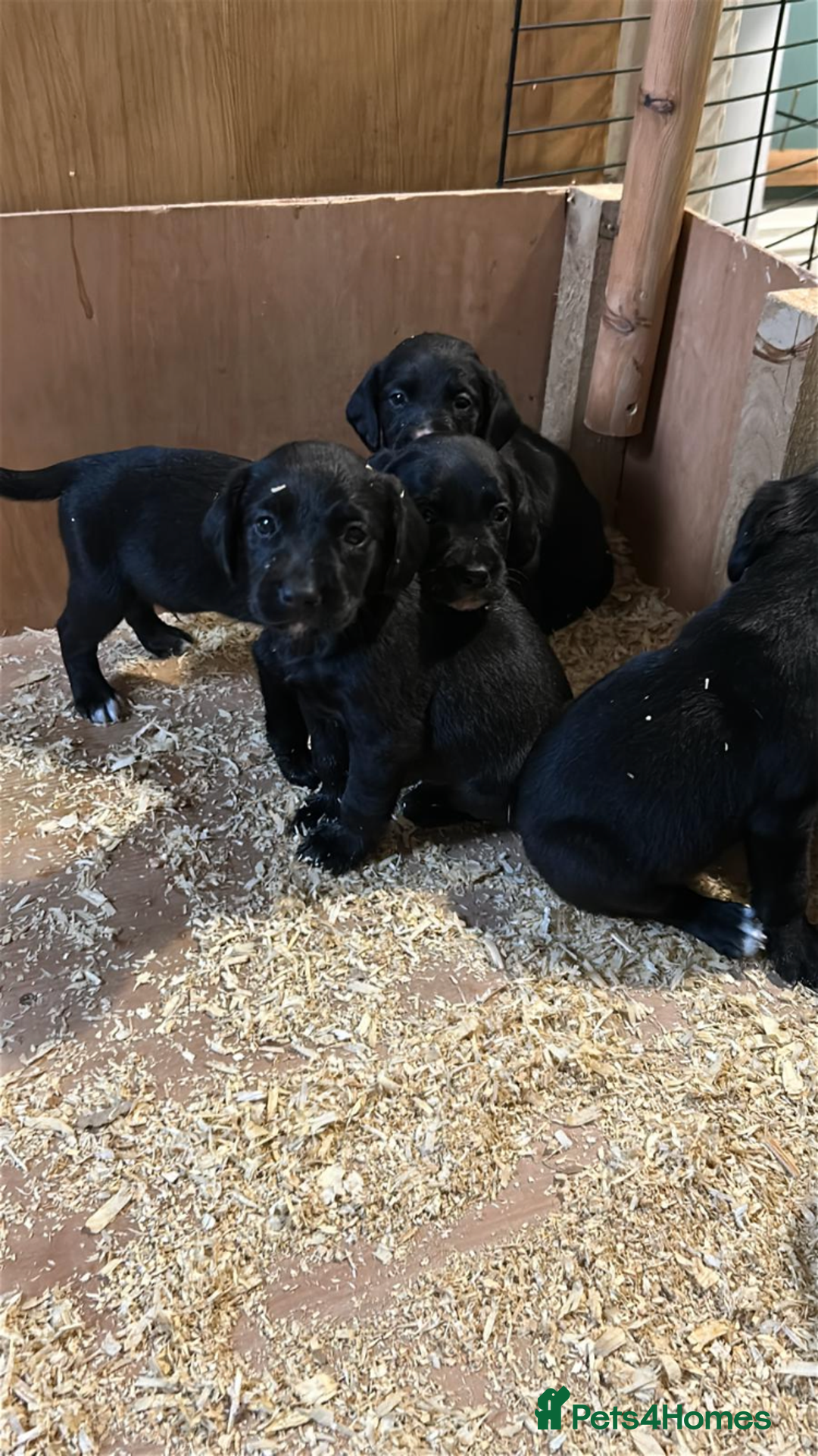 Springador dogs for sale: Springador last dog pup left  - Image 7
