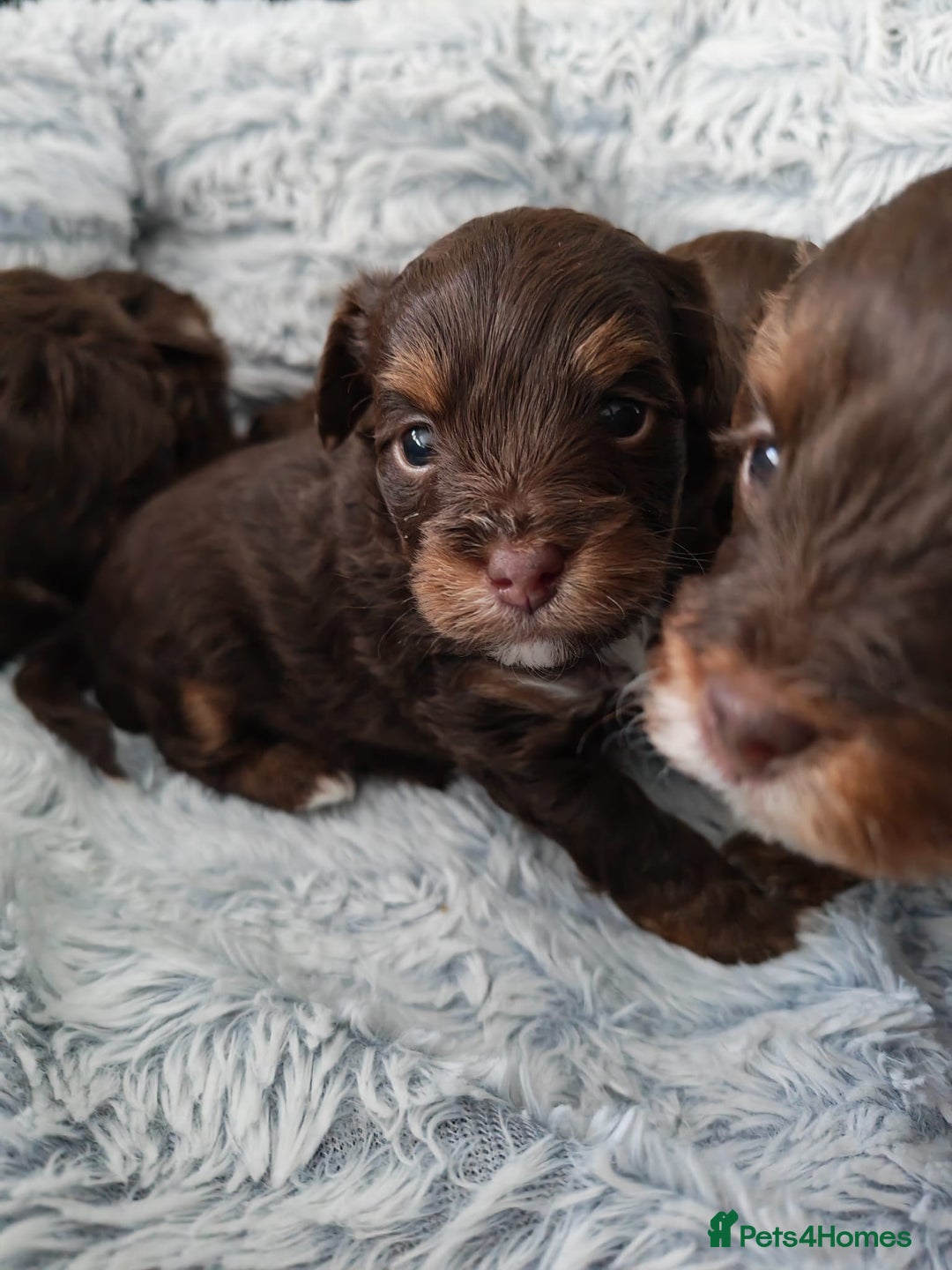 Yorkshire Terrier dogs for sale: Biewer Terrier pups - Image 7