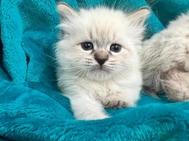 Siberian cats - Advert 2