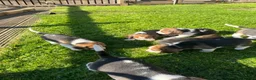 Beagle dogs for sale: Champion Bred Puppies (KC Reg) - Advert 12
