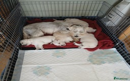 Miniature Schnauzer dogs for sale: Adorable white schnauzer puppies- ready soon! - Image 14