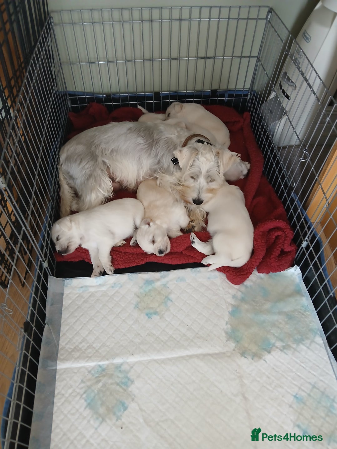 Miniature Schnauzer dogs for sale: Adorable white schnauzer puppies- ready soon! - Image 14