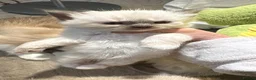 Ragdoll cats for sale: Sheffield Ragdoll pets in Sheffield - Advert 2