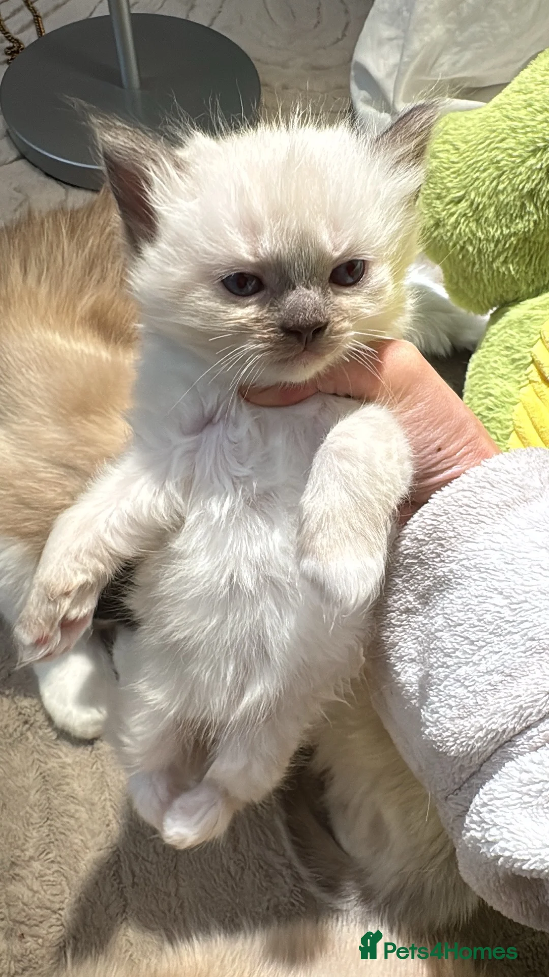 Ragdoll cats for sale: Sheffield Ragdoll pets in Sheffield - Advert 2