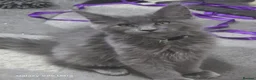 Maine Coon cats for sale: Beautiful Maine Coon kittens - Advert 32