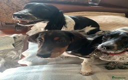 Dachshund dogs for sale: White/Black/Tan,gray long-haired dachshund puppies - Image 16