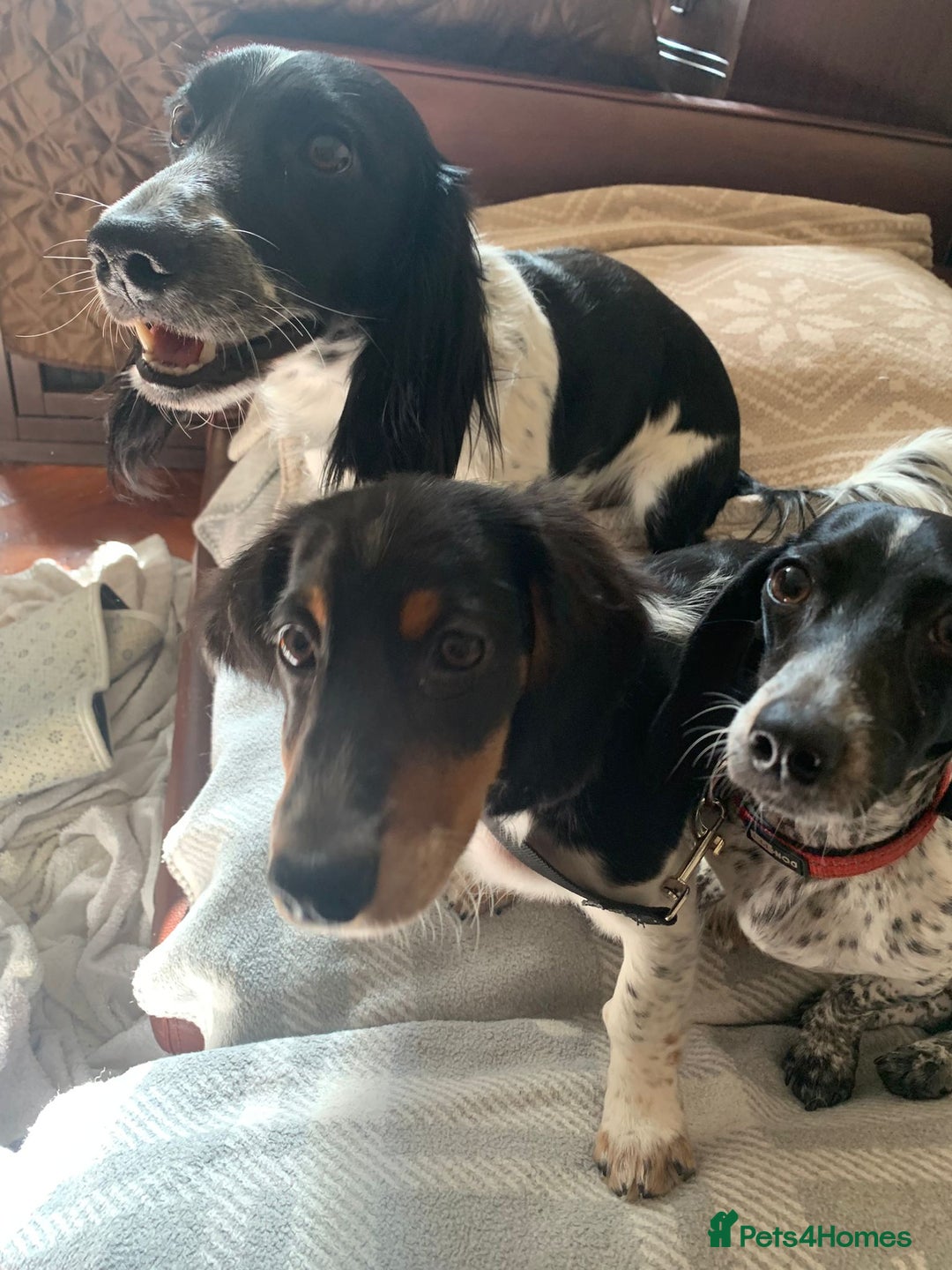 Dachshund dogs for sale: White/Black/Tan,gray long-haired dachshund puppies - Image 16