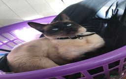 Mixed Breed cats for sale: Stunning Persian x Siamese kittens - Image 11