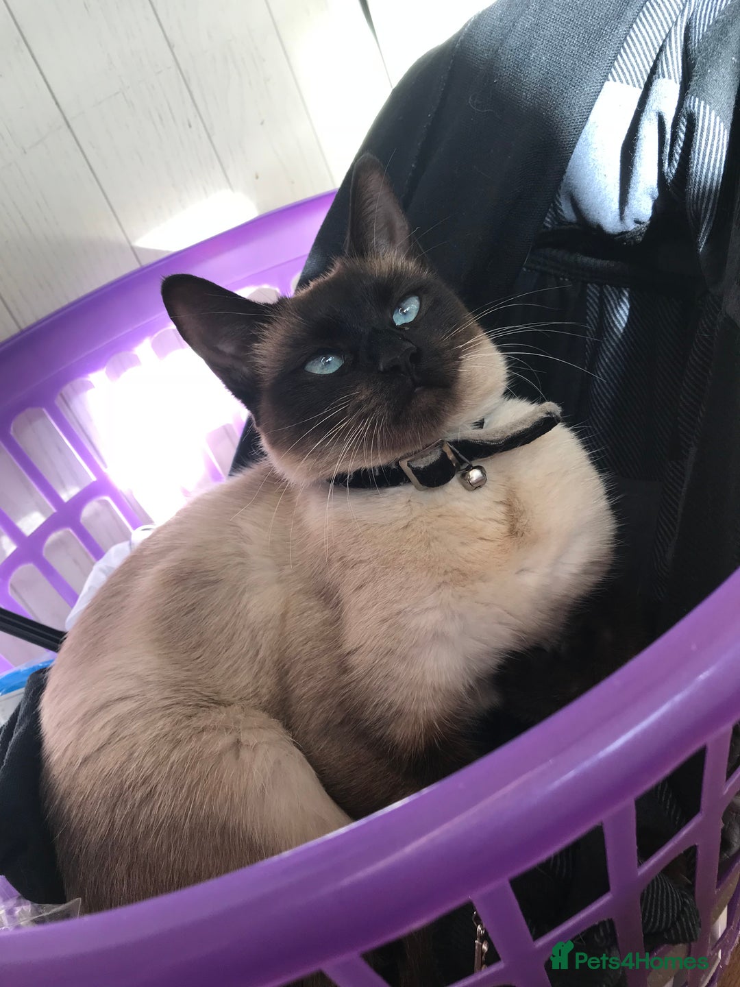 Mixed Breed cats for sale: Stunning Persian x Siamese kittens - Image 11