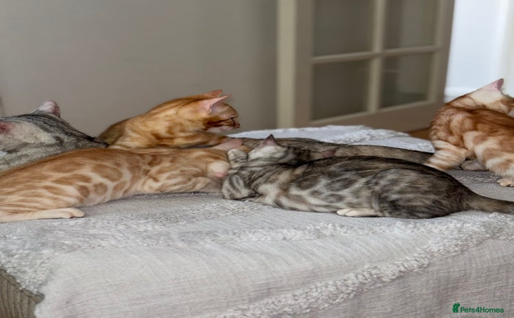 Bengal cats - Advert 8