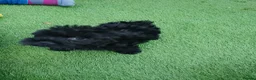 Yorkiepoo dogs for sale: Yorkepoo Male and Female very miniature breed - Advert 6