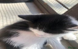 Domestic Shorthair cats for sale:  classic black and white kittens - Image 8