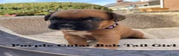 Boxer dogs for sale: KC Registered Boxer puppies  in Chesterfield - Advert 4