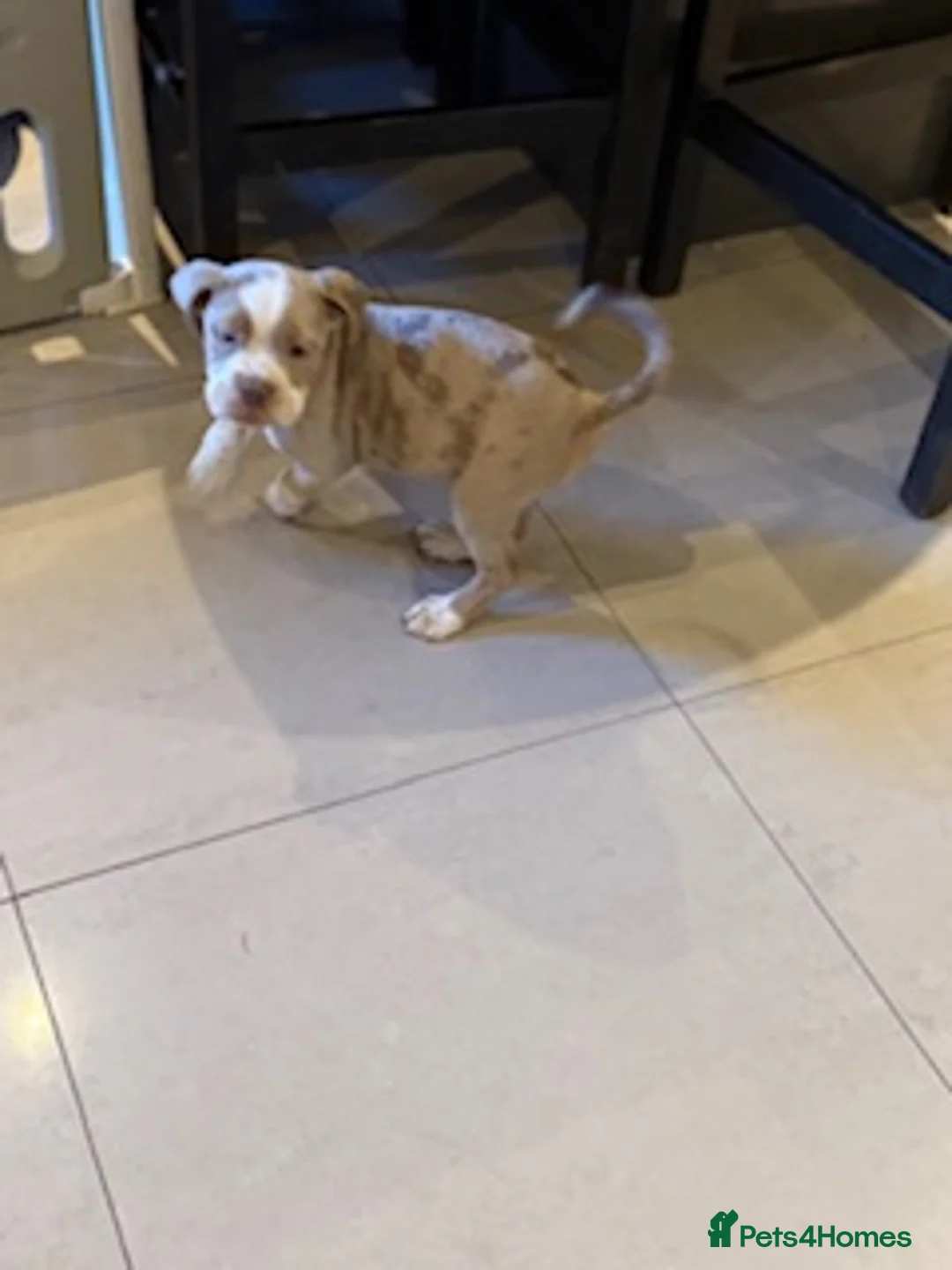 Old Tyme Bulldog dogs for sale: Olde English Fluffy bulldog puppies - Advert 14