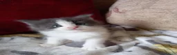 Maine Coon cats for sale: Mainecoon kittens for sale  - Advert 3