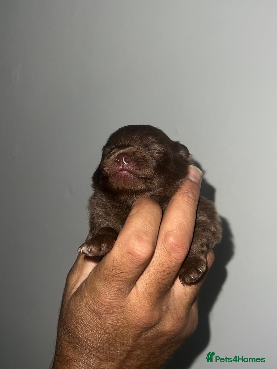 Pomeranian dogs for sale: Pomeranian puppy’s  - Image 14