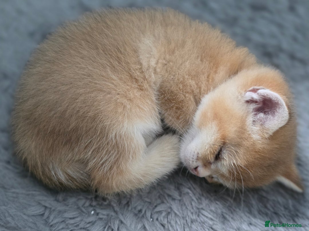 British Shorthair cats for sale: British shorthair Tica😻😽🐈😺😍🌹🌸🌼 - Advert 24