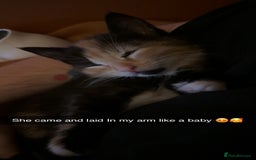 British Shorthair cats for sale: 2 Kittens left for sale! - Image 20