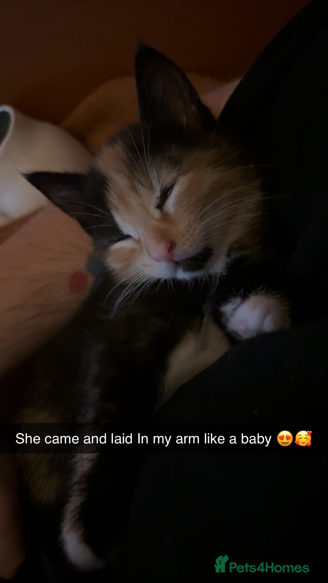 British Shorthair cats for sale: 2 Kittens left for sale! - Image 20