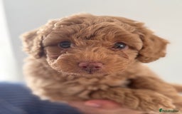 Cavapoo dogs for sale: Adorable Cavapoo Puppies – Ready for Loving Homes - Image 5
