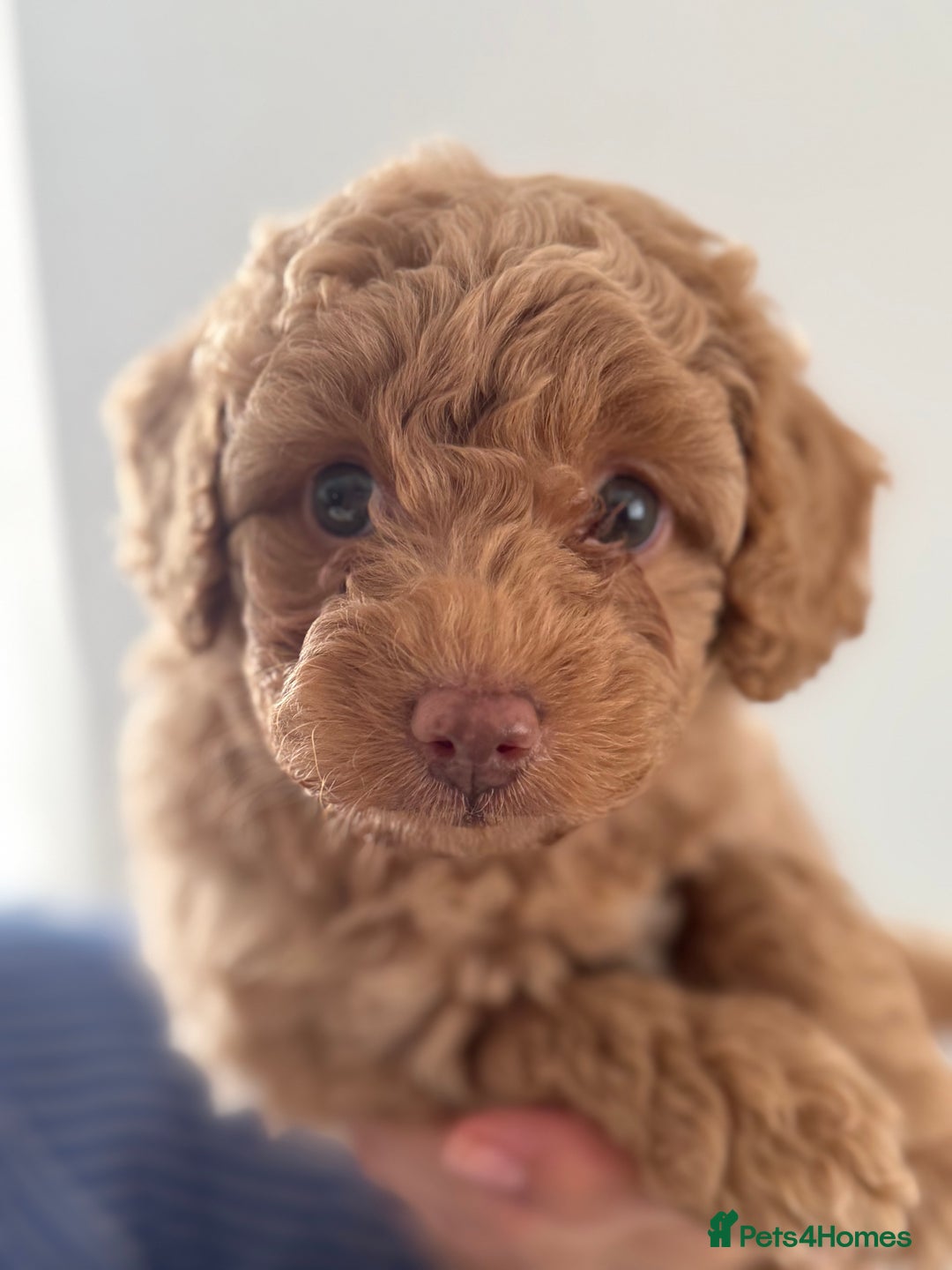 Cavapoo dogs for sale: Adorable Cavapoo Puppies – Ready for Loving Homes - Image 5