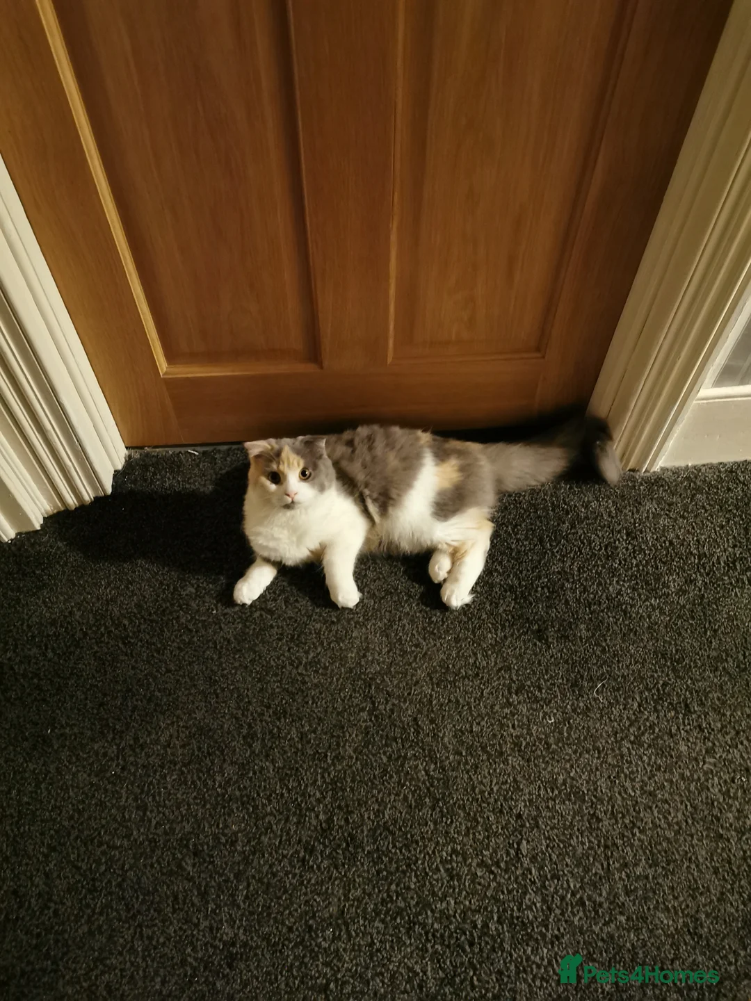 Scottish Fold cats for sale: Female longhair diluted calico Scottish fold  - Advert 7