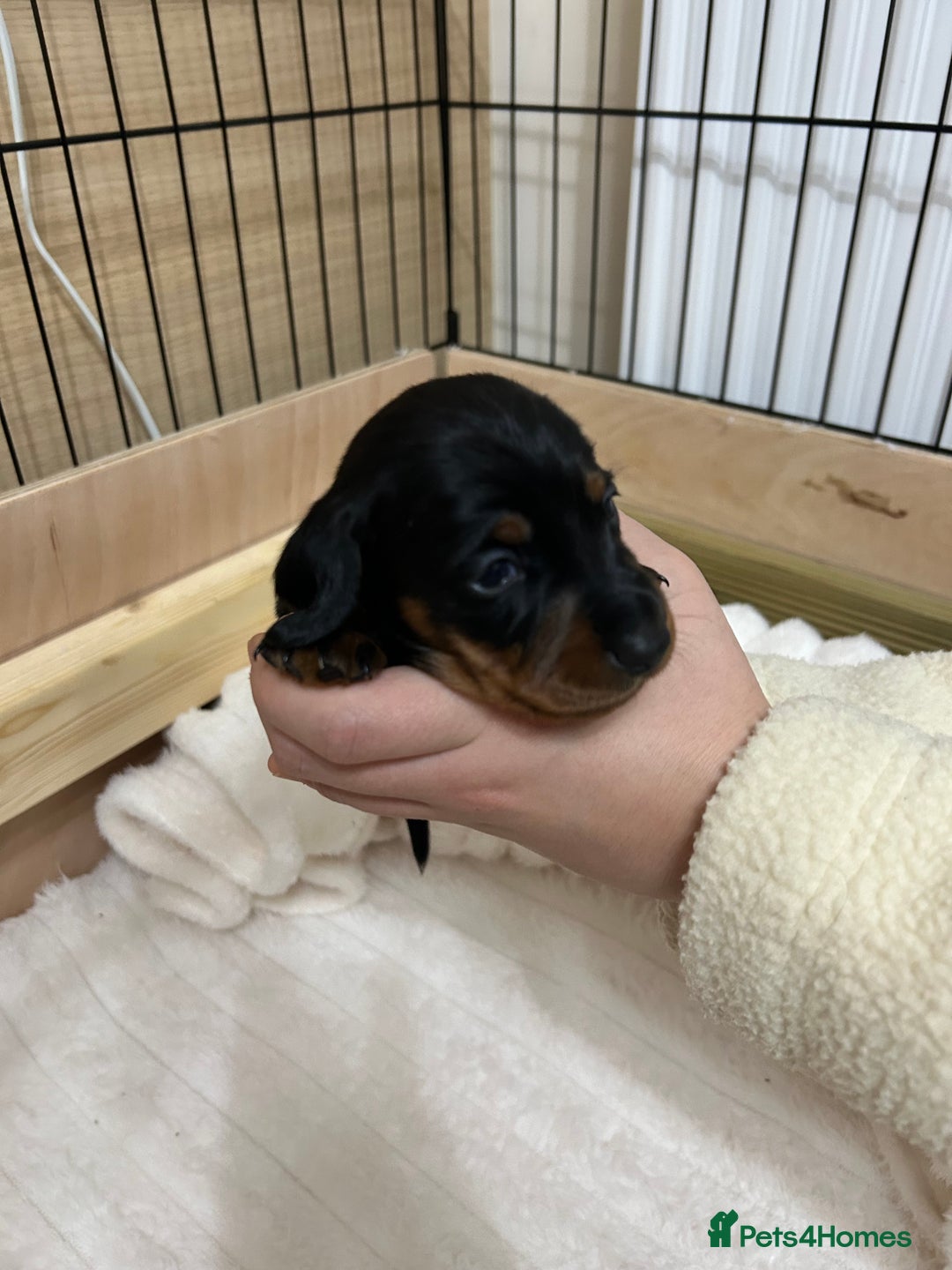 Miniature Dachshund dogs for sale: Miniature Dachshunds Ready 6th Feb  - Advert 6