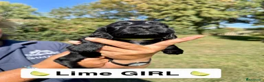 Lime girl