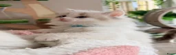 Ragdoll cats for sale: Stunning champion line Ragdoll kittens - Advert 22