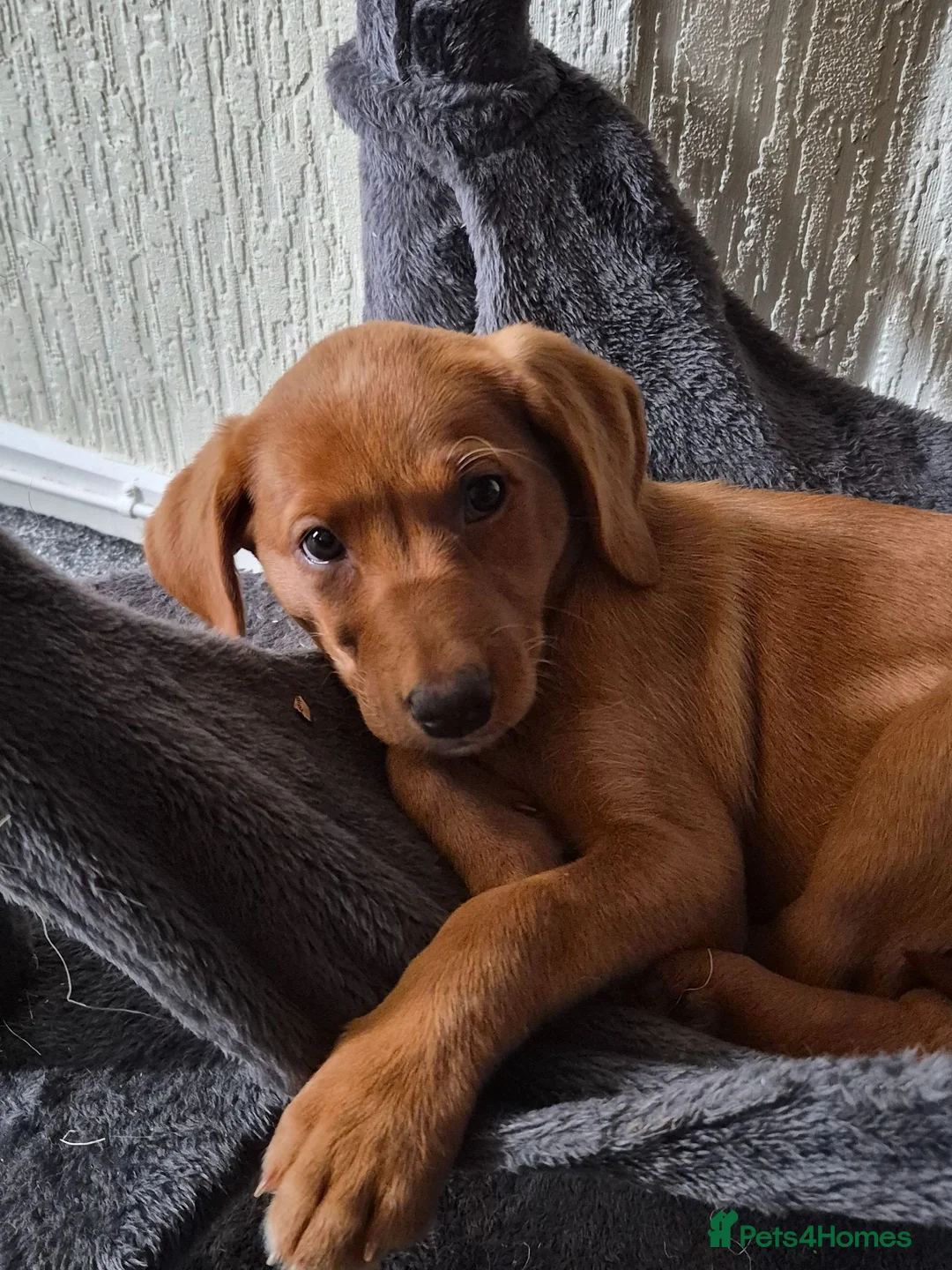 Labrador Retriever dogs for sale: Beautiful Lab Puppy - Advert 2