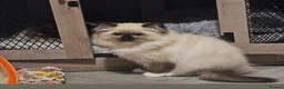 Ragdoll cats for sale: Majestic boy ❤️ - Advert 12