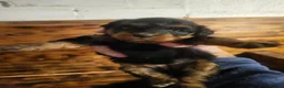 Cavapoo dogs for sale: F2 cavapoo Girl. 10 months  - Advert 4