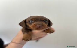 Dachshund dogs for sale: REDUCED*1 LEFT!! *BEAUTIFUL Miniature Dachshund's  - Image 16