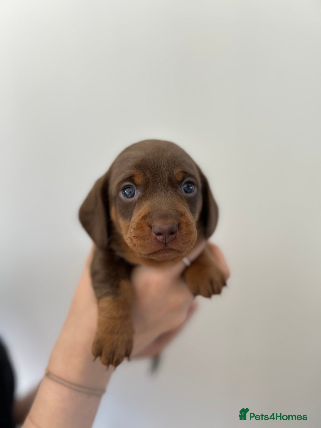 Dachshund dogs for sale: REDUCED*1 LEFT!! *BEAUTIFUL Miniature Dachshund's  - Image 16