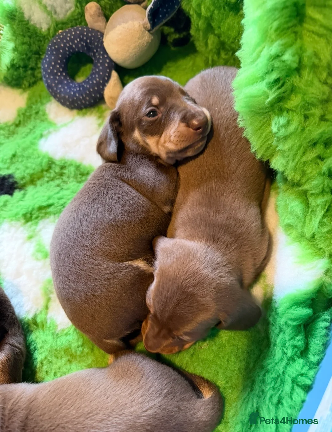 Miniature Dachshund dogs for sale: Mini smooth dachshund boys  - Advert 6