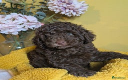 Cockapoo dogs for sale: Gorgeous Cockapoo puppies - Image 22