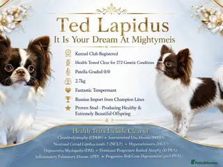 Chihuahua dogs KC reg-Heath Tested-Proven Stud - Advert 1