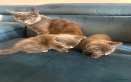 Mixed Breed cats for sale: 2 adorable 1/4 ragdoll kittens  - Image 16