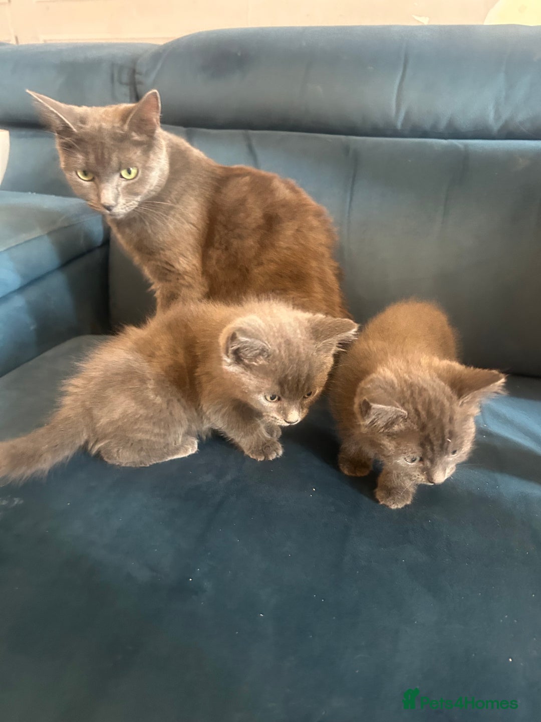 Mixed Breed cats for sale: 2 adorable 1/4 ragdoll kittens  - Image 16