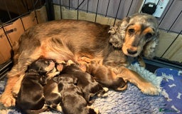 Cocker Spaniel dogs for sale: Kc reg show type cocker spaniel puppies  - Image 7